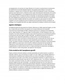 La toxoplasmosis
