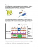 Porinas y sus ejemplos