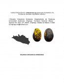 Caracterización de Colletotrichum sp (antracnosis) en mango, en Tecpan de Galenana, Guerrero, México