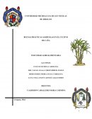 El cultivo de caña de azúcar