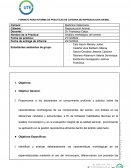 Aparato reproductor de macho bovino