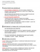 Presentación oral sobre los gatos