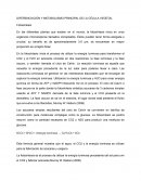 Diferenciación y metabolismo principal de la célula vegetal