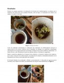 Proyecto de uso de lixiviado de lombricomposta