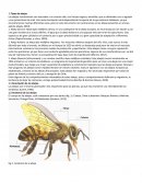 Tipos de abejas