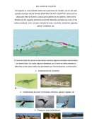 Rio Lagatos Yucatàn