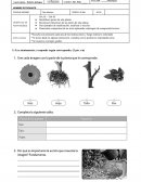 Evaluación sumativa Cs Naturales