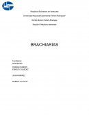 Brachiarias. Origen y distribución