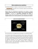 Exito evolutivo de mamiferos