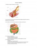 Cuestionario de anatomía y fisiología del aparato digestivo (no contestado)
