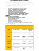 Musculos más importantes del cuerpo humano