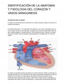 Identificación de la anatomia y fisiologia del corazon y vasos sanguineos